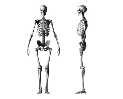 Skeleton, 3d models (stl)